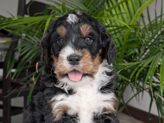 Mini Bernedoodle dogs - Ad 5
