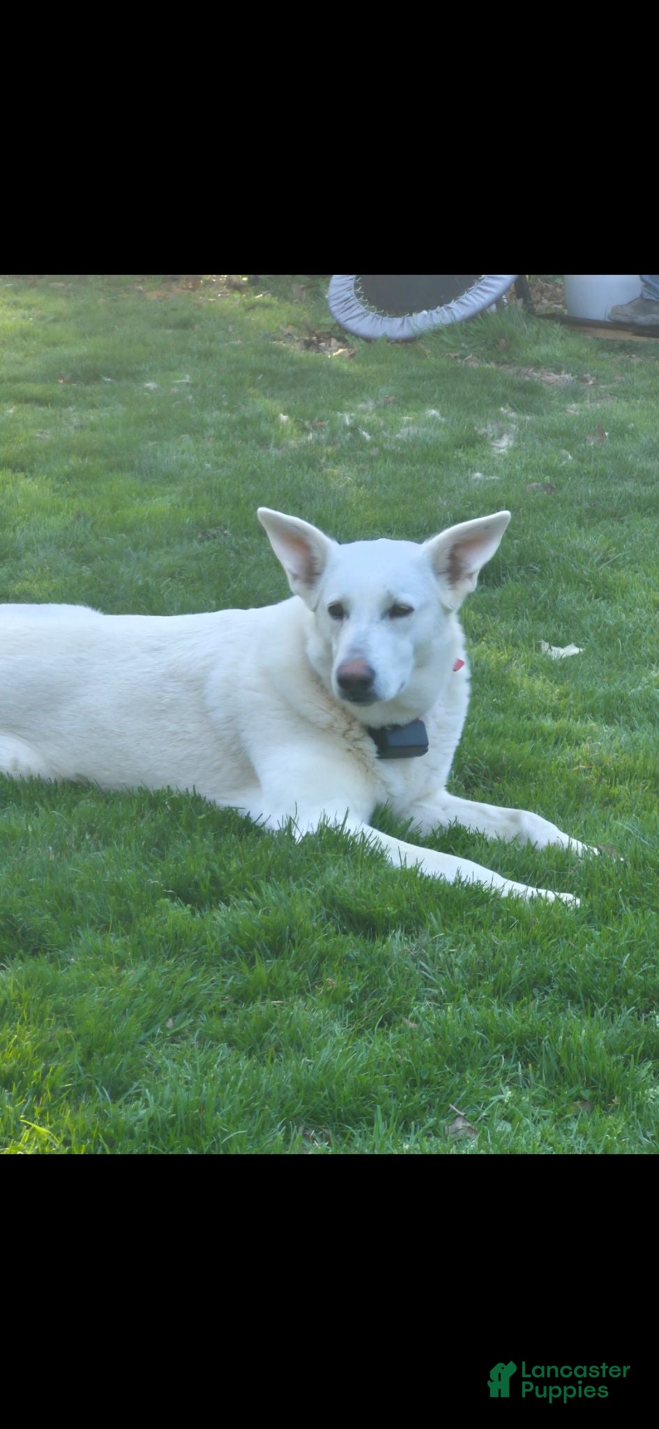 German Shepherd dogs Fancy  - Ad 2
