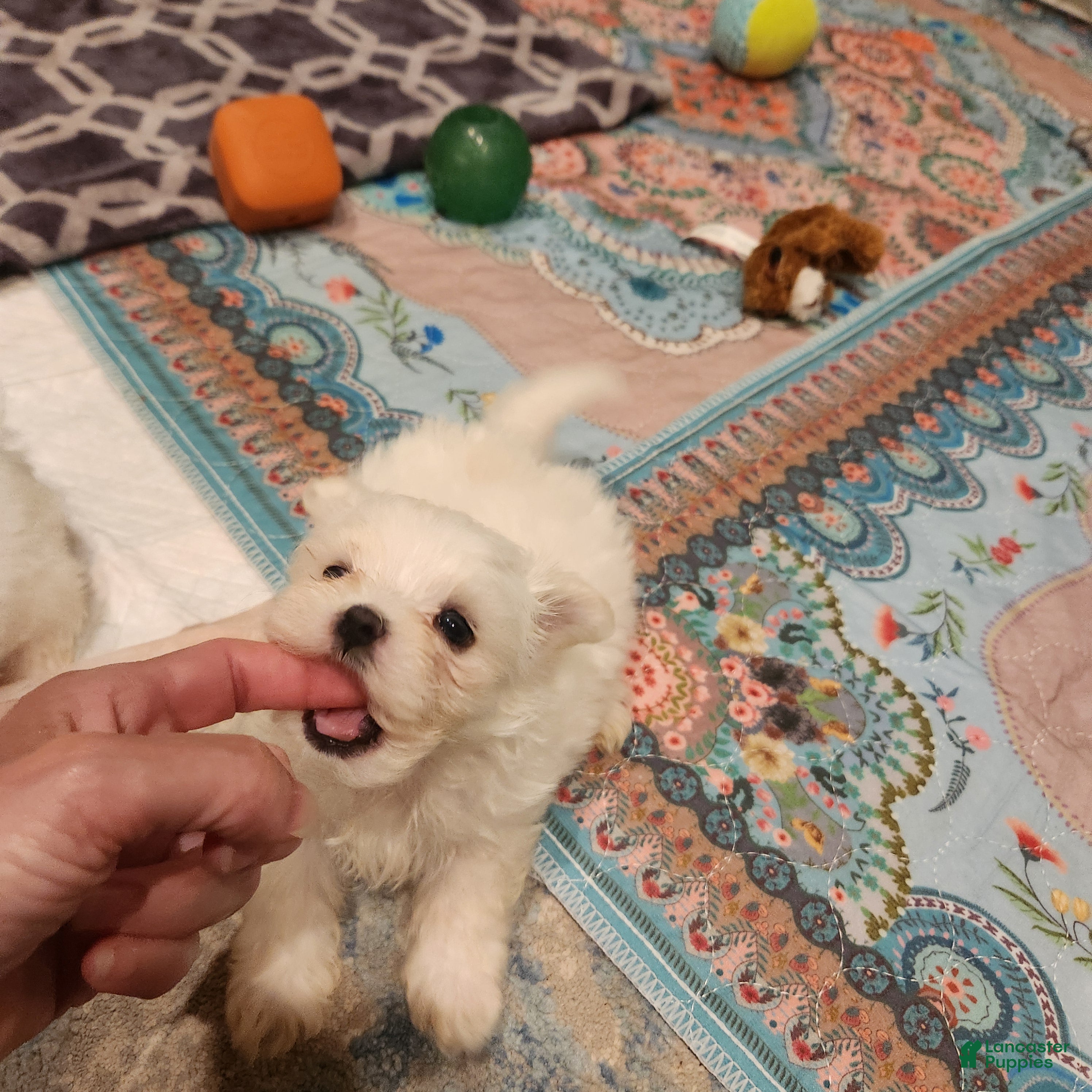 Maltese dogs Casper - Ad 2