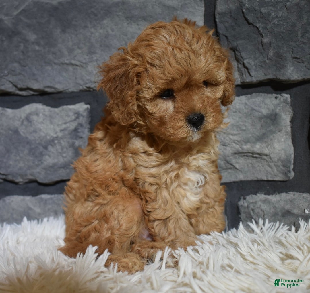 Cavapoo dogs for sale: Sugar - Ad 3