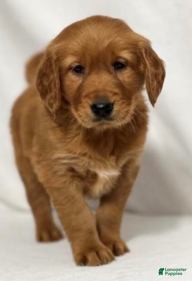 Golden Retriever dogs Golden Retriever Puppy 2 - Ad 13