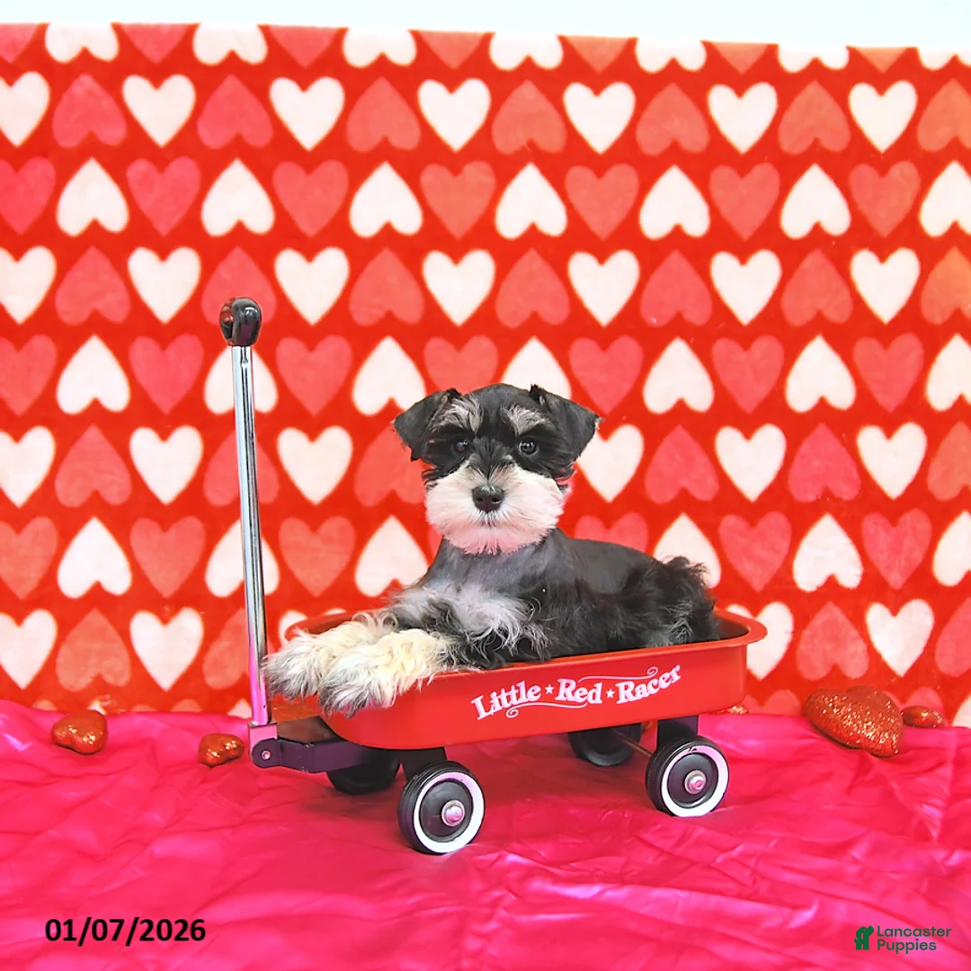 Miniature Schnauzer dogs for sale: Bailey - Ad 8