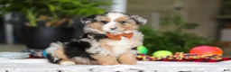 Australian Shepherd dogs for sale: Freckles - Ad 4