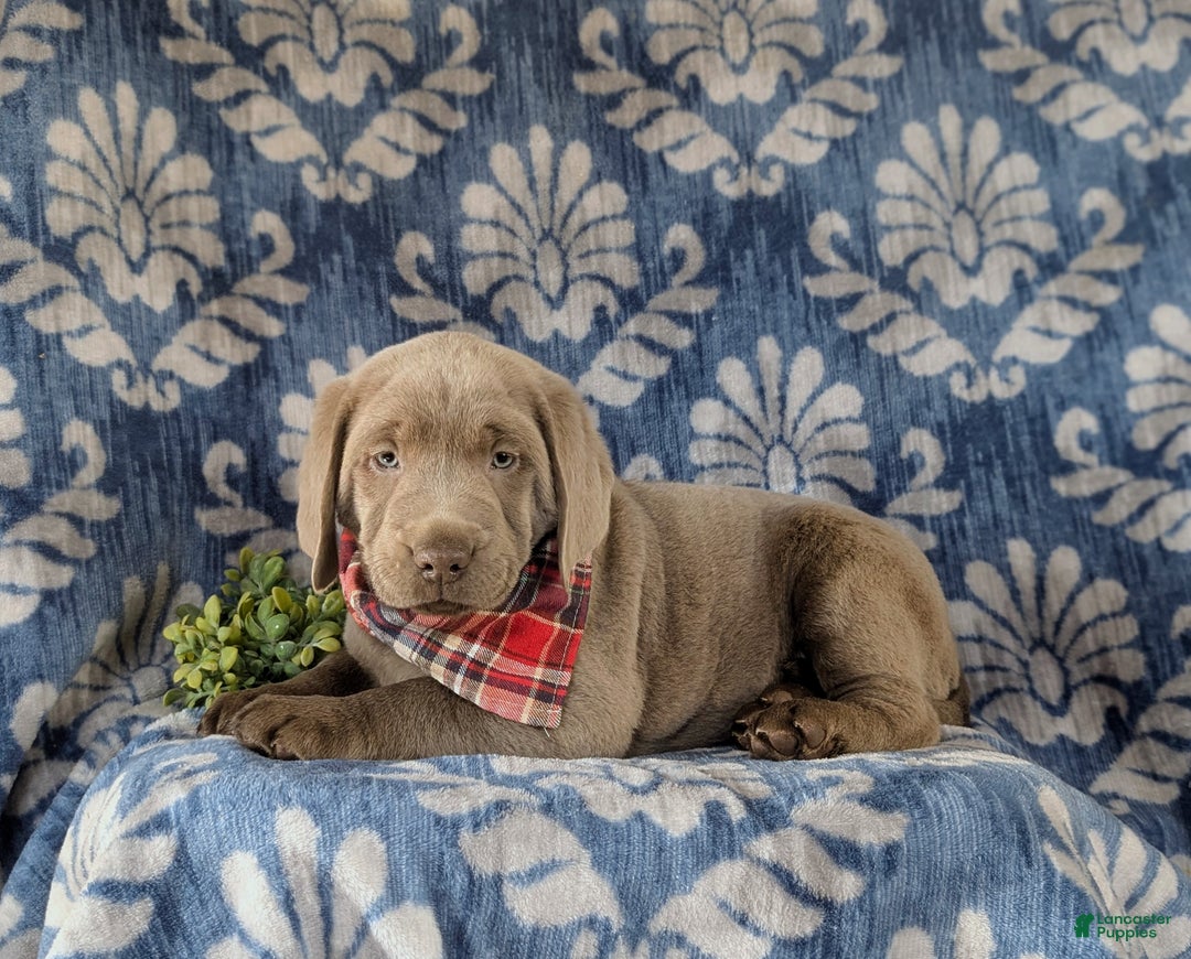 Labrador Retriever dogs for sale: Conroy AKC Silver Lab - Ad 5