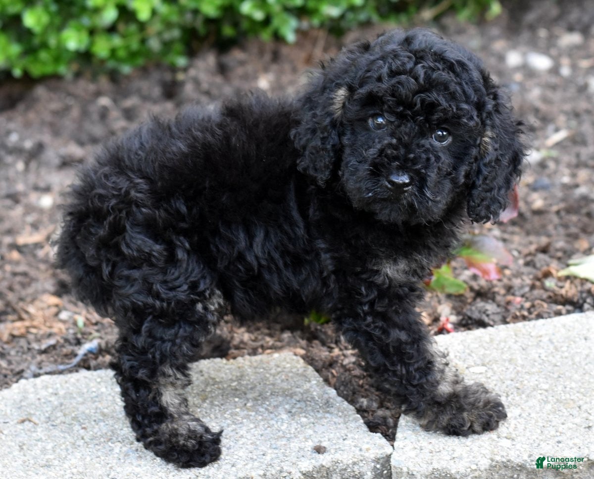 Miniature Poodle dogs for sale: Alex - Ad 9