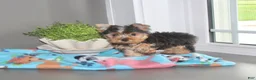 Yorkshire Terrier dogs for sale: Tinker - Ad 4