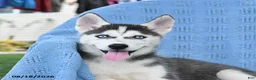 Siberian Husky dogs for sale: Bridget - Ad 3