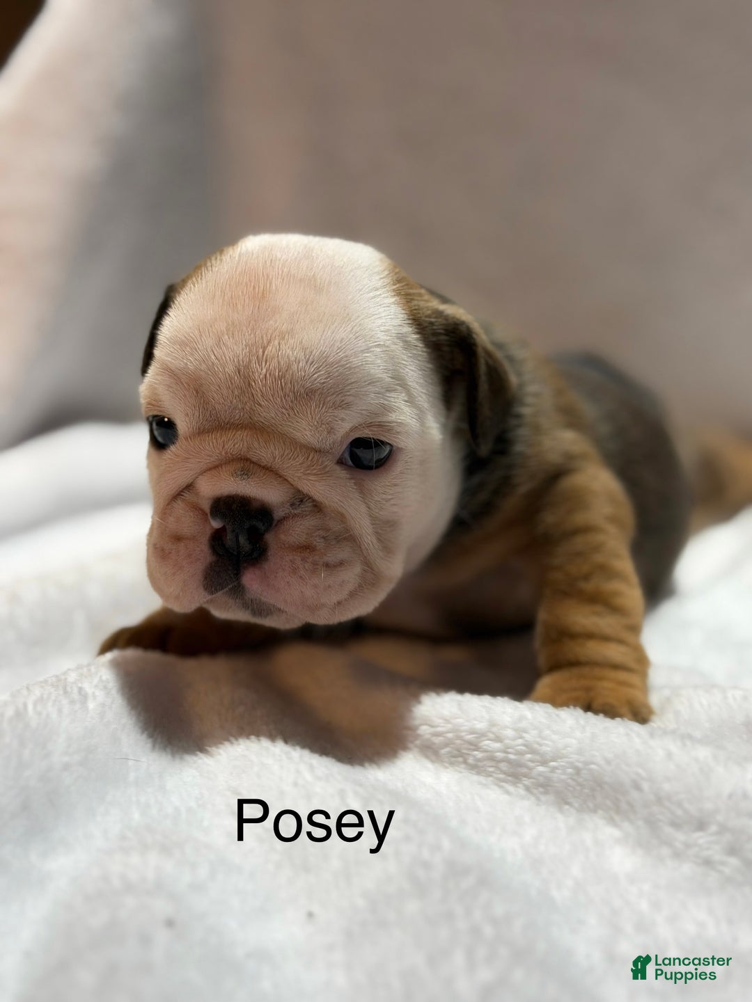 English Bulldog dogs for sale: English Bulldog Puppy 6 - Ad 5