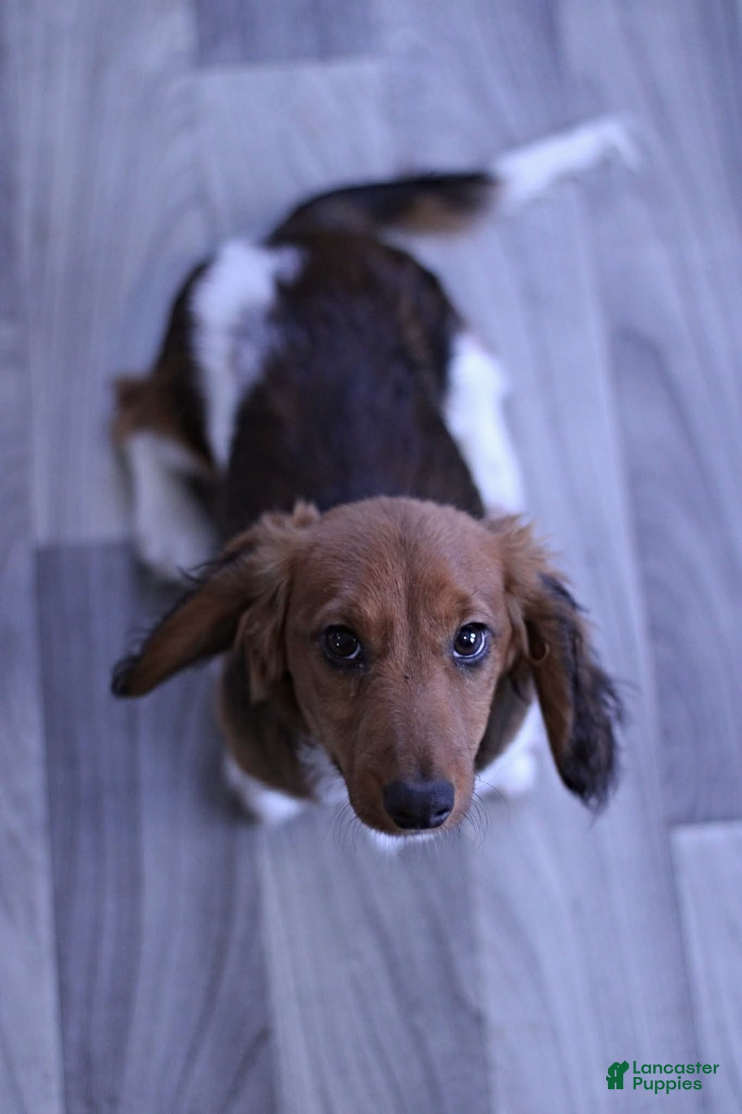Miniature Dachshund dogs for sale: Bagel - Ad 13