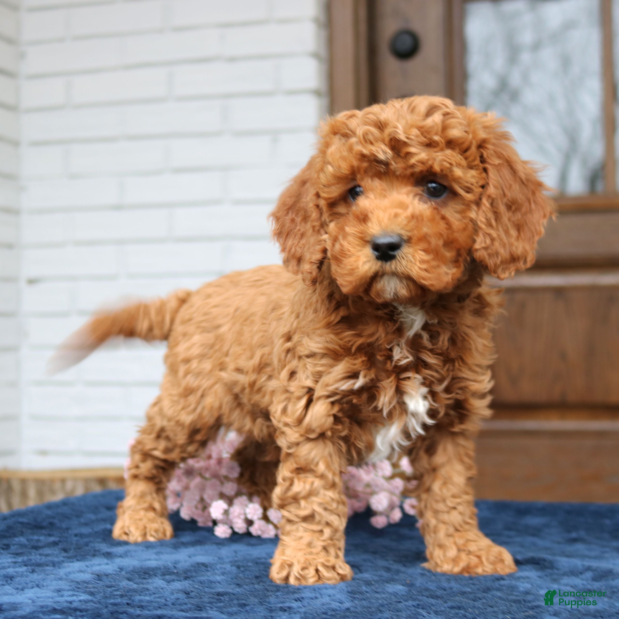 Cavapoo dogs Seth  - Ad 1