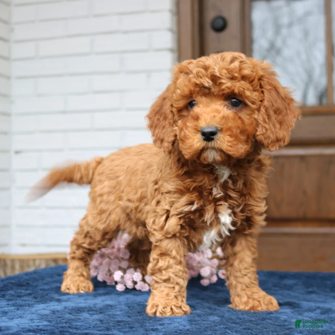 Cavapoo dogs for sale: Seth  - Ad 1