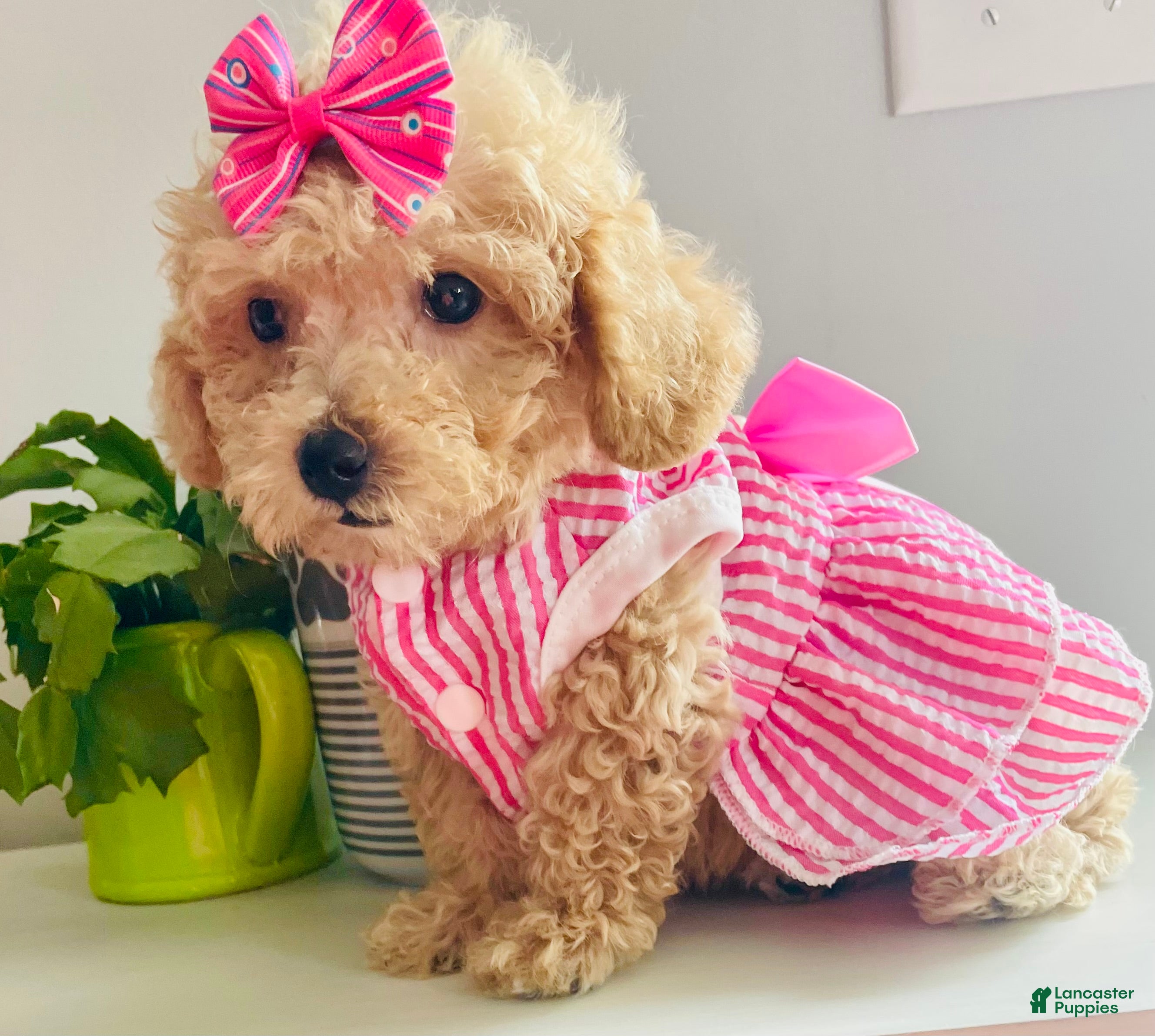 Maltipoo dogs Tiny Torie - Ad 2
