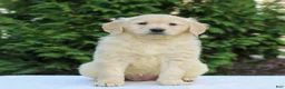 Golden Retriever dogs for sale: Ruby  - Ad 4