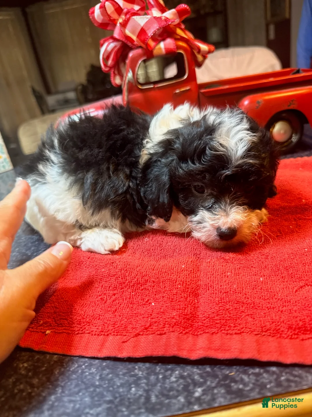 Toy Poodle dogs for sale: Toy Poodle Male 2 - Ad 1