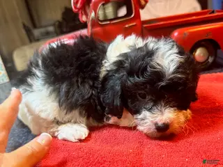 Toy Poodle dogs for sale: Toy Poodle Male 2 - Ad 1