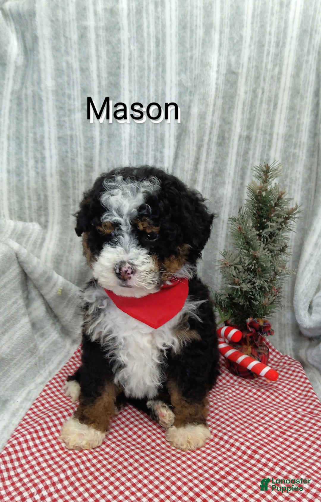 Mini Bernedoodle dogs for sale:  Sadie  - Ad 17