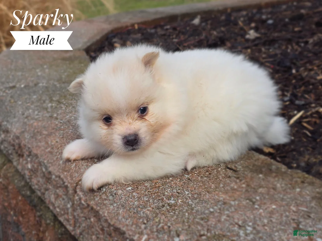 Pomeranian dogs for sale: Sparky - Ad 3