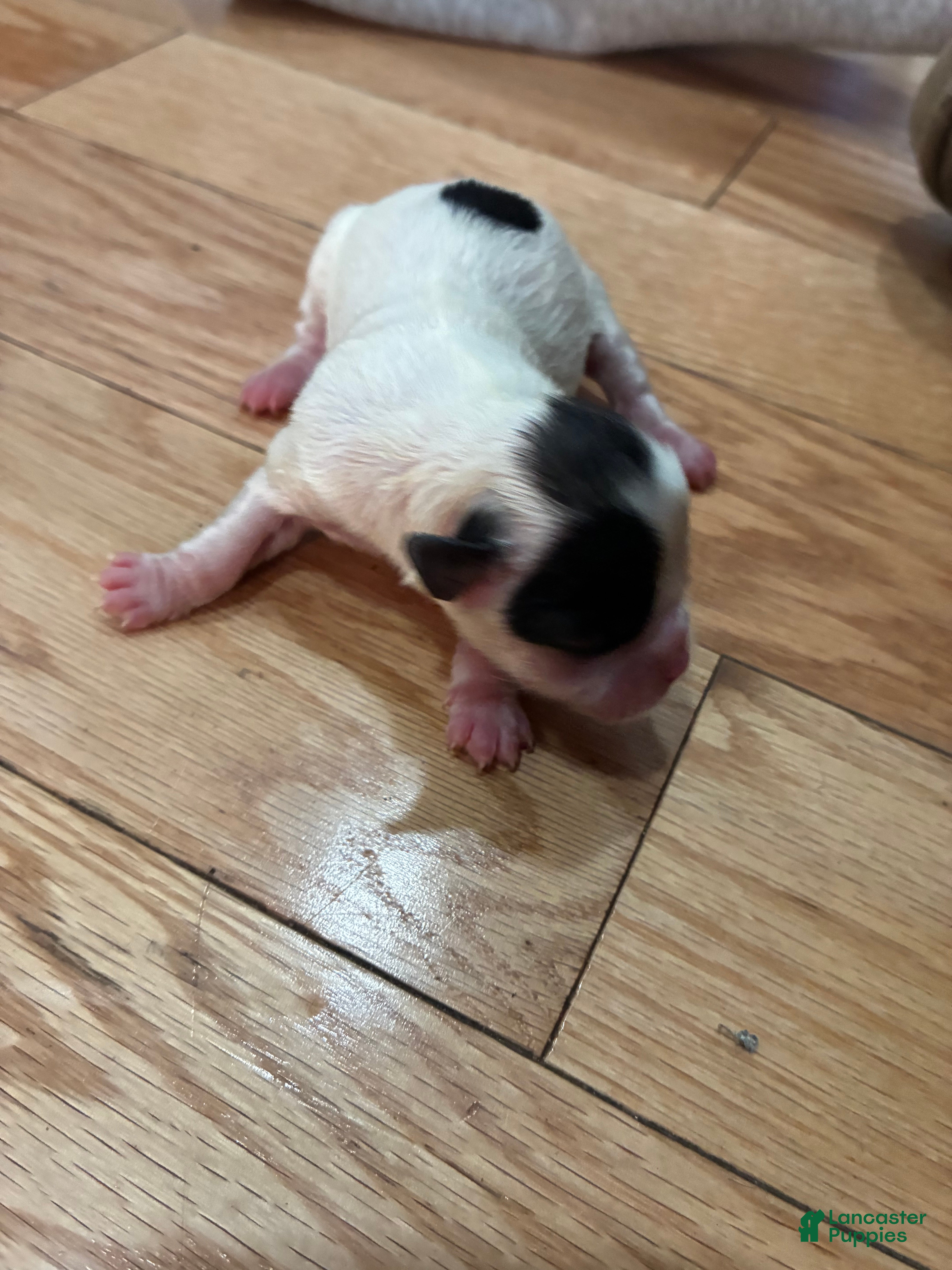 Mixed Breed dogs for sale: Shih Tzu 6 - Ad 10