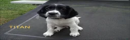English Springer Spaniel dogs for sale: Titan - Ad 14
