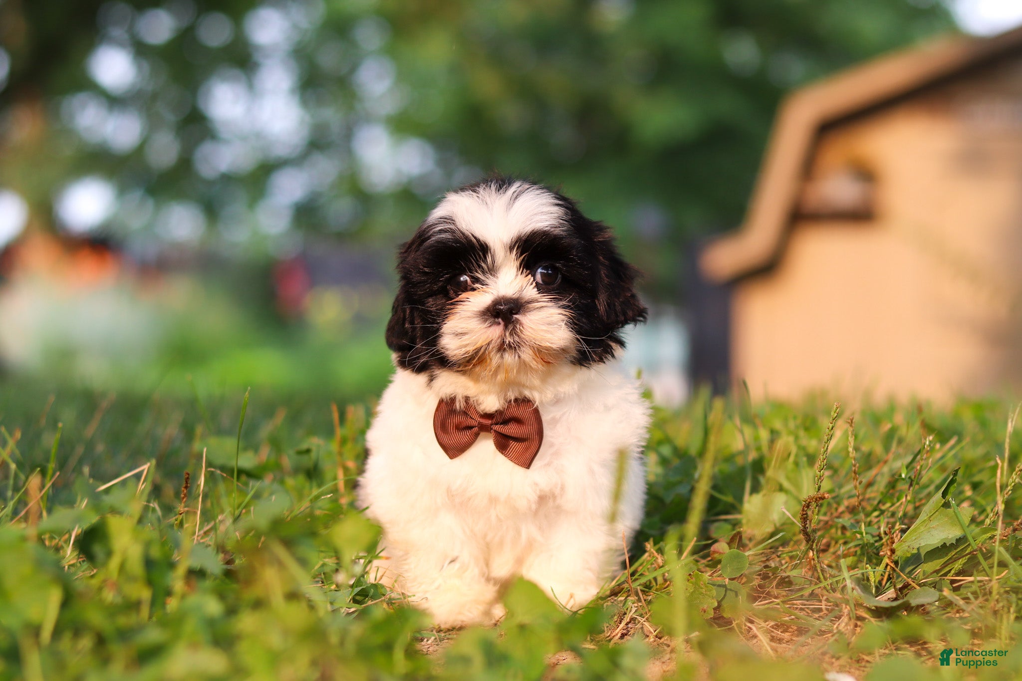 Shih Tzu dogs Maverick - Ad 1