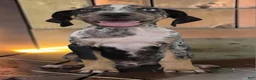 Catahoula Leopard Dog dogs for sale: Tigger 2026 Male 3 - Ad 11