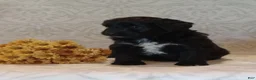Mixed Breed dogs for sale: Indigo  - Ad 1