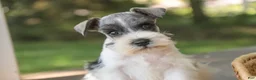 Miniature Schnauzer dogs for sale: Quinn Miniature Schnauzer  - Ad 7