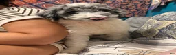 Aussiedoodle dogs for sale: Aussiedoodle Puppy 1 - Ad 5