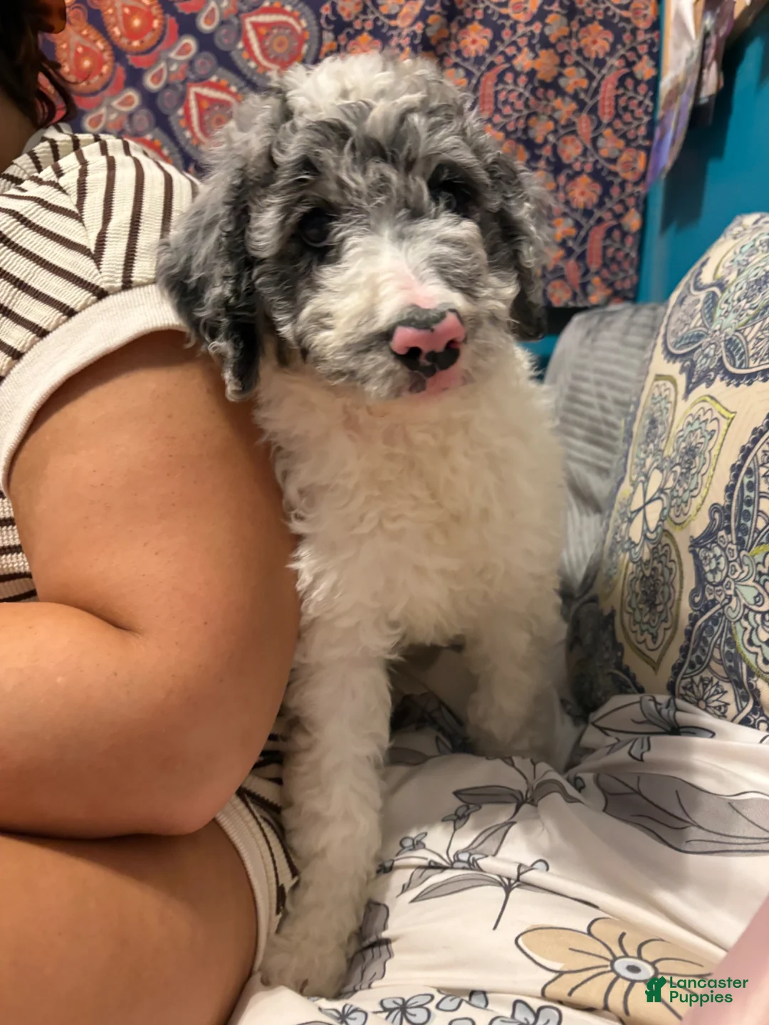 Aussiedoodle dogs for sale: Aussiedoodle Puppy 1 - Ad 5