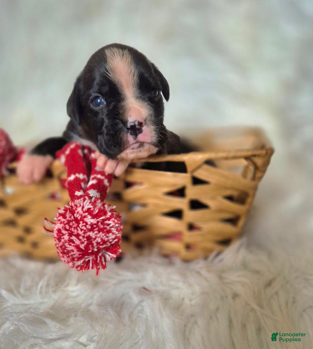 Boxer dogs for sale: Onyx - Ad 3