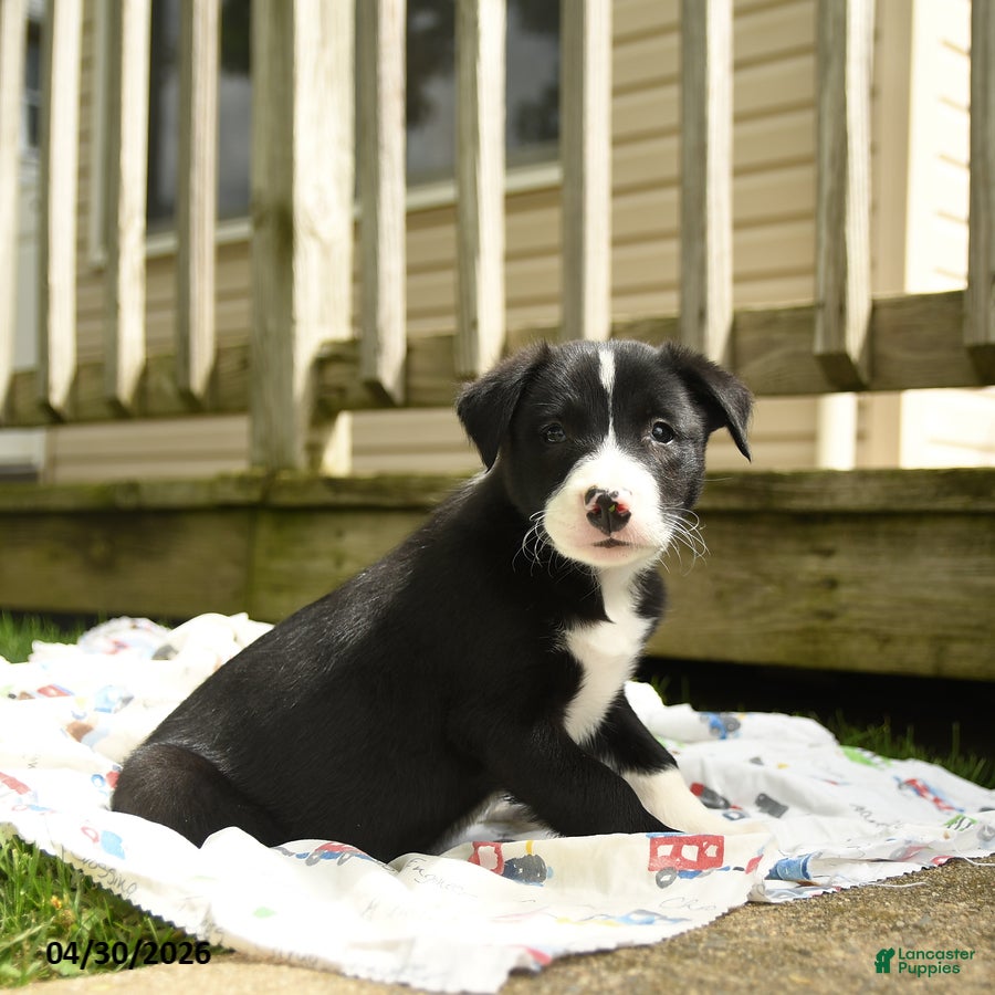 Border Collie dogs for sale: Humperdink - Ad 3