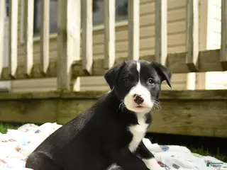 Border Collie dogs for sale: Humperdink - Ad 3