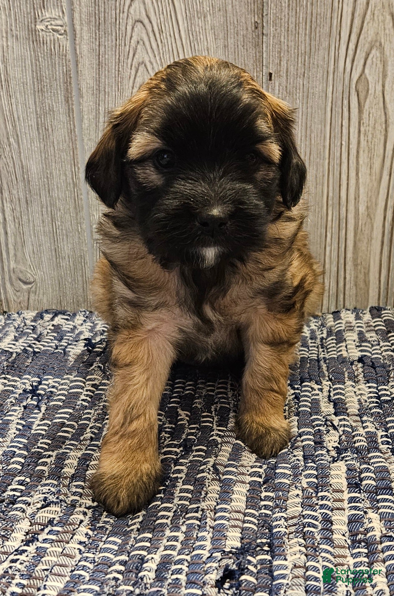 Mixed Breed dogs Rose - Ad 1