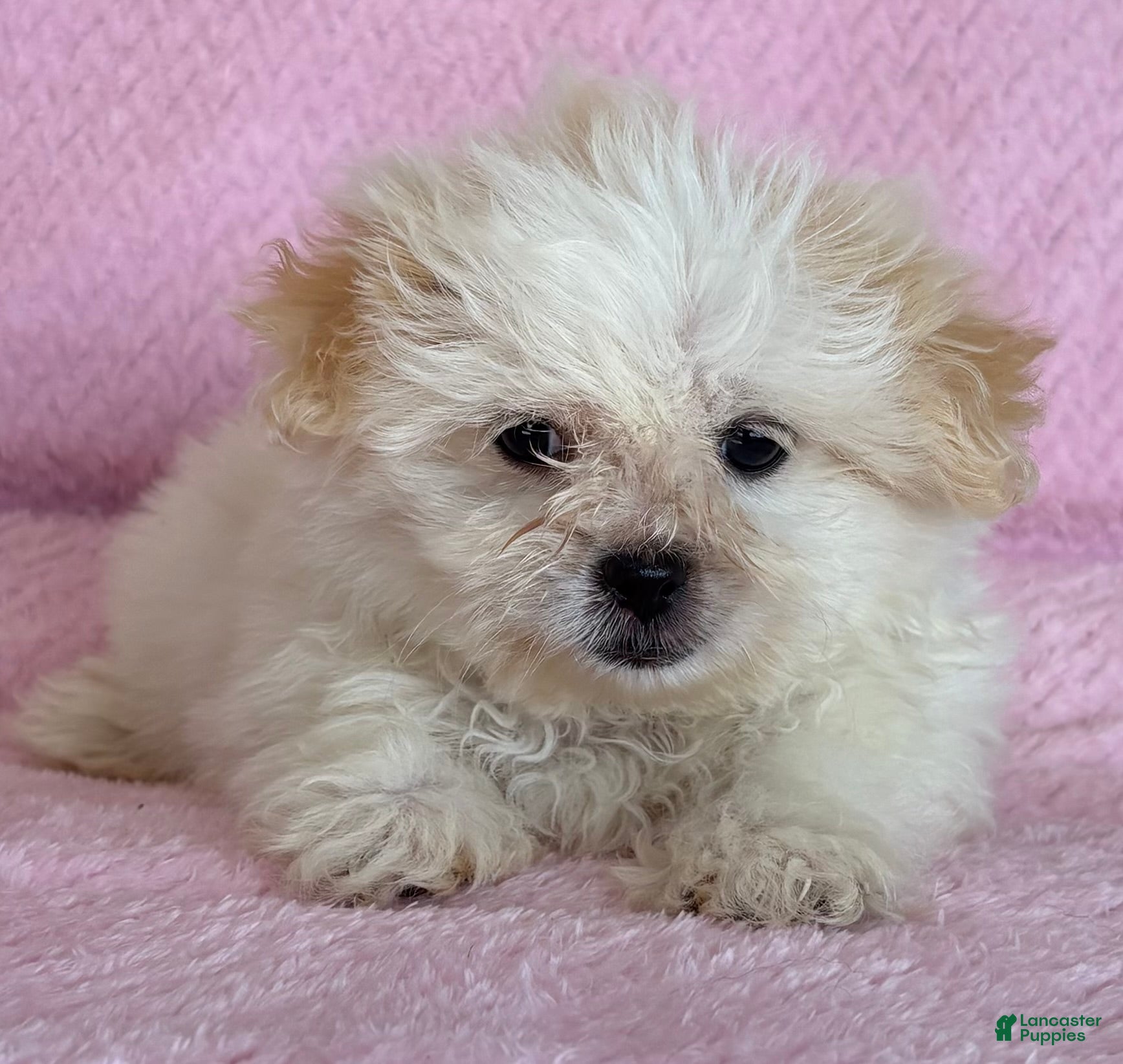 Shih Tzu dogs Bella Bella  - Ad 2