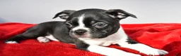 Boston Terrier dogs for sale: Myles - Ad 4