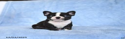 French Bulldog dogs for sale: Zuzie - Ad 3