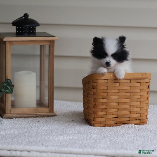 Gallery Image {{count}}