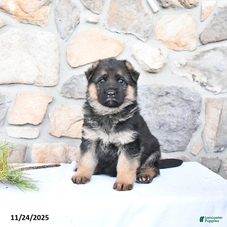 German Shepherd dogs Cheyenne - Ad 33