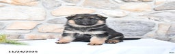 German Shepherd dogs for sale: Cheyenne - Ad 1