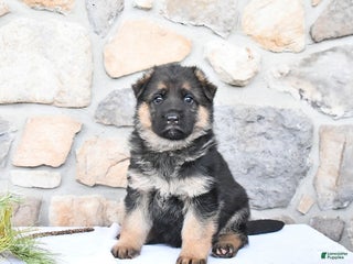 German Shepherd dogs Cheyenne - Ad 34