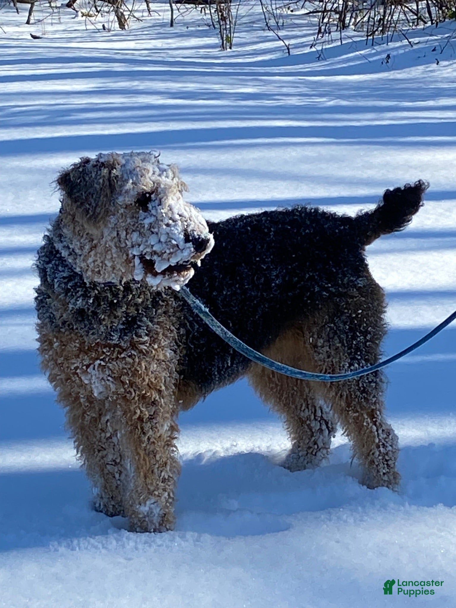 Airedale Terrier dogs AKC Zander - Ad 2