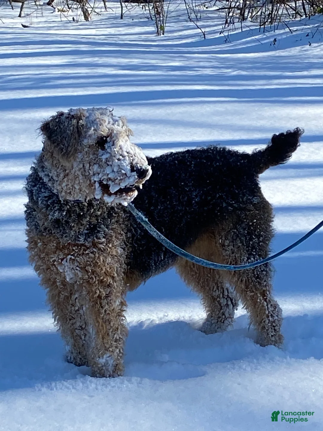 Airedale Terrier dogs for sale: AKC Zander - Ad 2