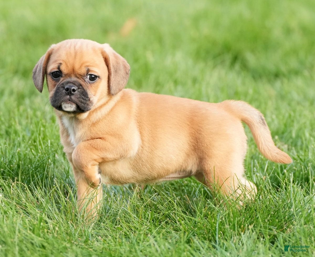 Puggle dogs Piper - Ad 5