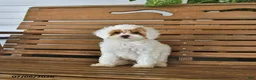 Mixed Breed dogs for sale: Koby - Ad 4