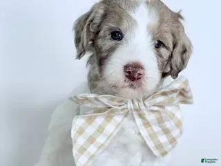 Bernedoodle dogs Praise - Ad 7