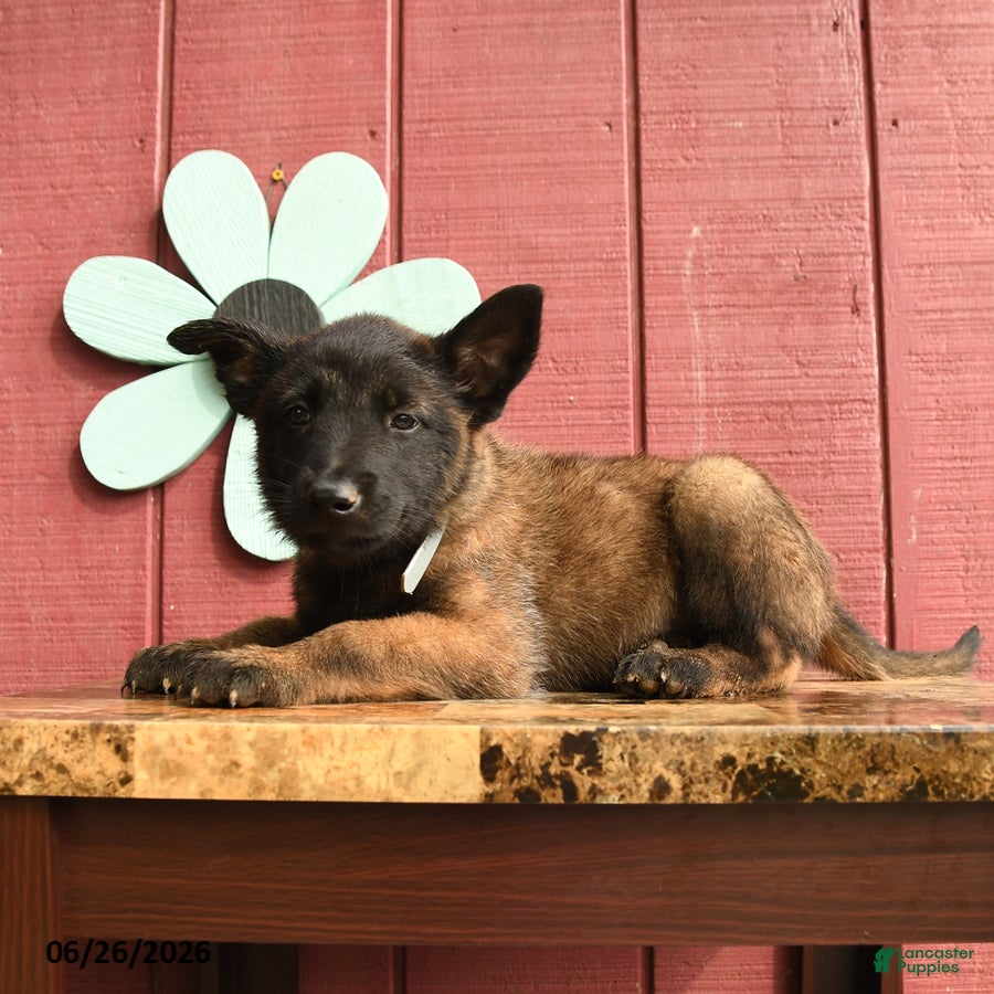 Belgian Malinois dogs Crystal - Ad 2