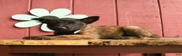 Belgian Malinois dogs for sale: Crystal - Ad 2
