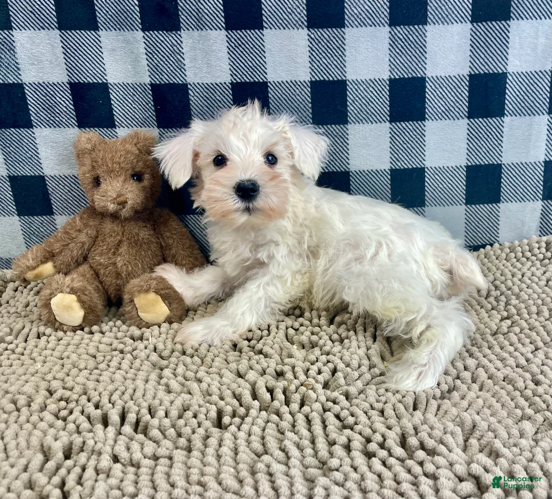 Miniature Schnauzer dogs for sale: Steve - Ad 2