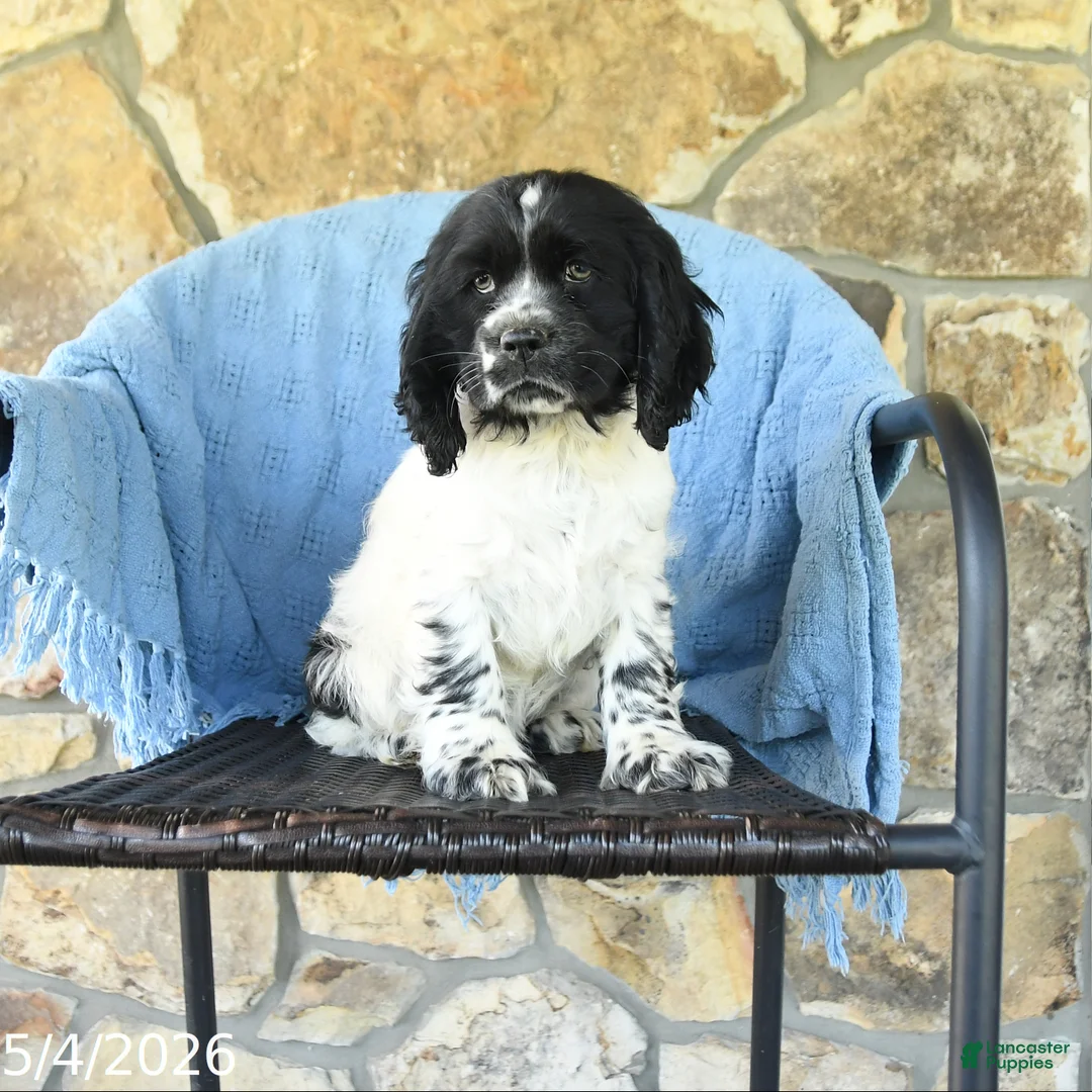 Cocker Spaniel dogs for sale: Maverick - Ad 1