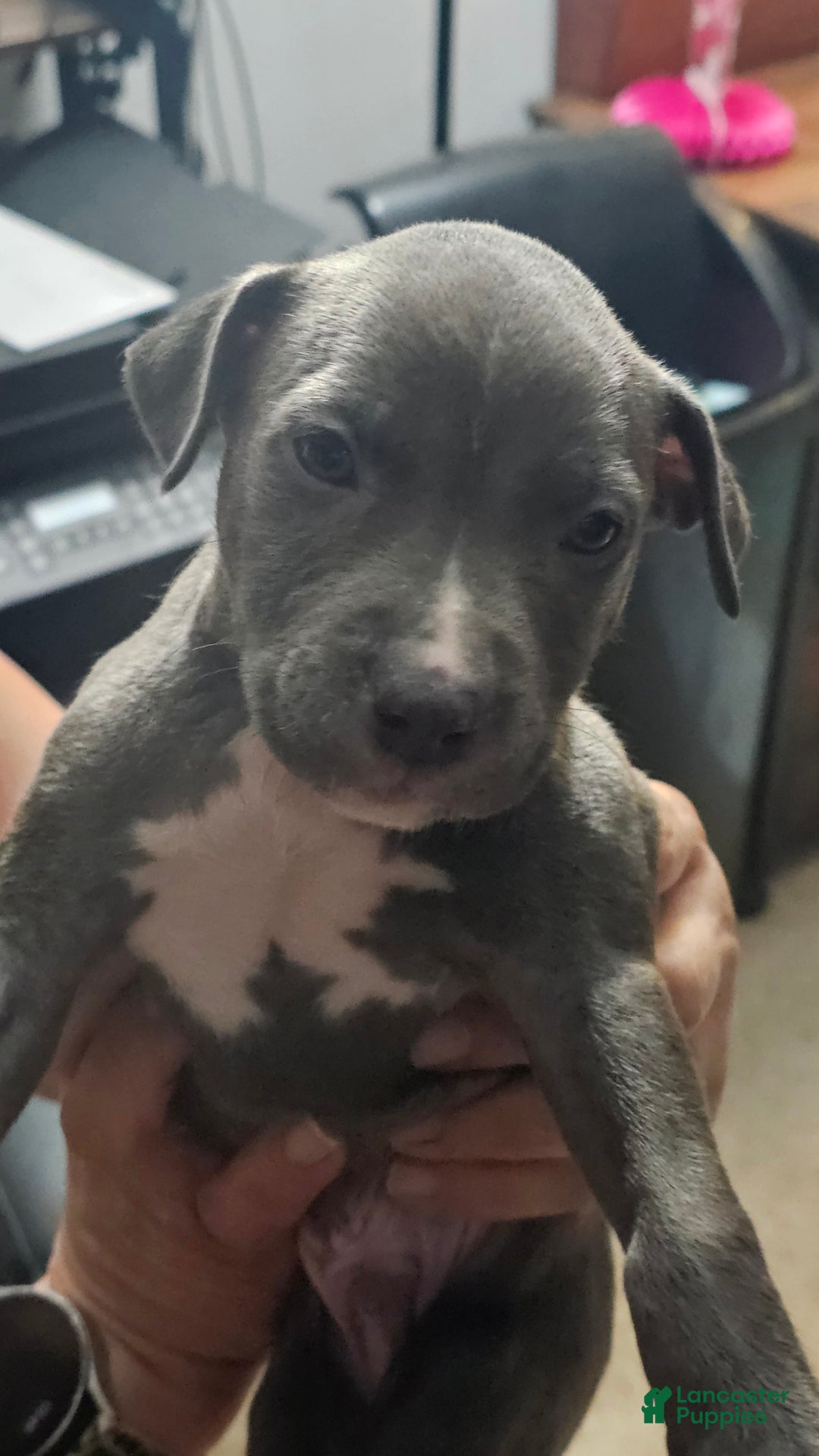 American Pit Bull Terrier dogs for sale: Blue Nose Pitbul Ace - Ad 1